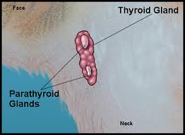 The parathyoid glands lie right by the Thyroid glands