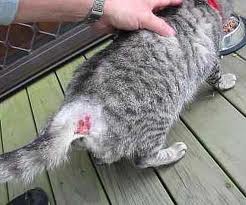 cat bite at base of tail turns into an abscess