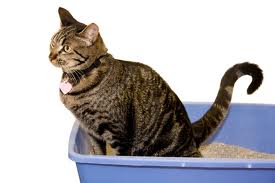 Is your cat peeing or pooing in the house This is the HOUSE SOILING thread UK Pet Forums Forum