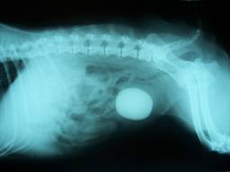 x ray of bladder stone in cat