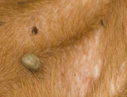 yellow tick on dog