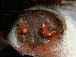 how do you get mucus out of a dogs nose