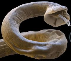 lungworm in dogs