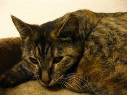 treating feline kidney failure