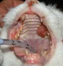 examining the mouth properly in cats