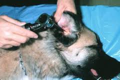 examining the ear of an anaesthetized dog