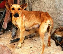 Leishmaniasis in dogs