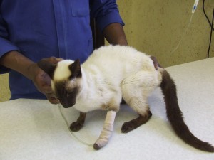 Kidney failure can occur with cats with feline AIDS