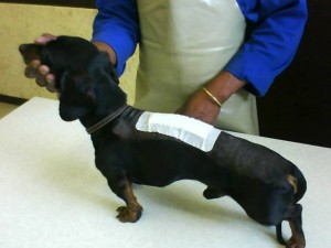 A dachshund after a spinal operation to remove a slipped disc