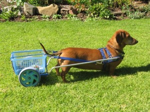 Dachshunds can be trained to pull carts and compete against each other