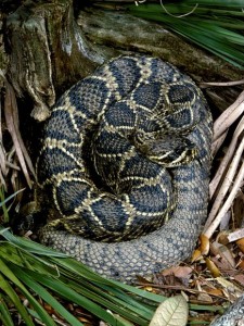 the rattlesnake causes many fatalities in the U.S. haemotoxic venom