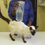 Siamese cats are prone to cancers.