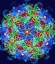 FIV virus lentivirus in retrovirus family