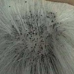 Black dirt in fur flea infestations online vet consultation