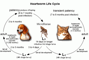 online vet heartworm dogs cat
