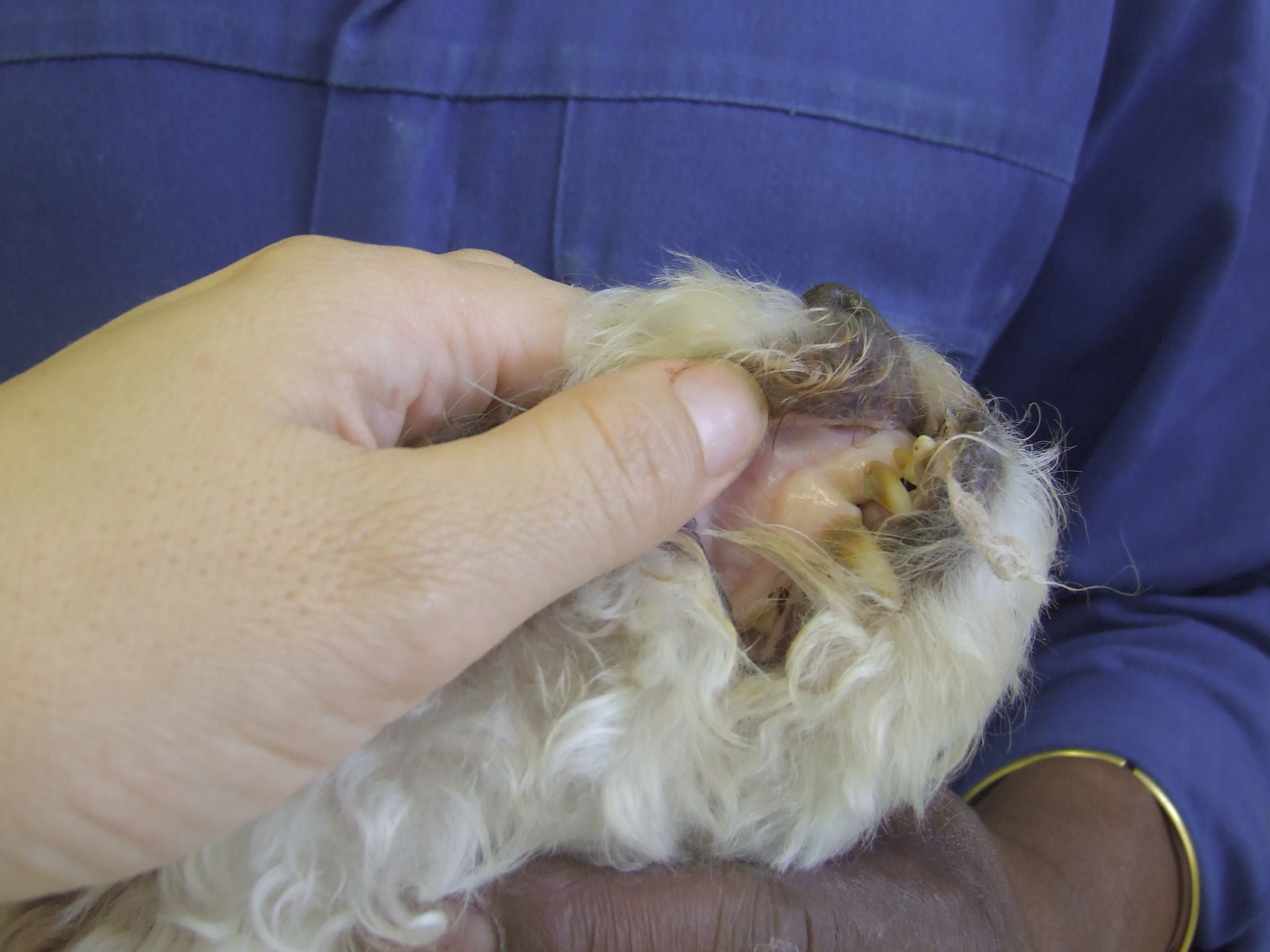 pale gums dog anemia, kidney fialure