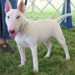 Bull terriers - prone to skin cancer