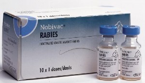 Vaccinate your pet against rabies