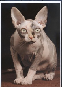Spynx cats are almost hairless cats