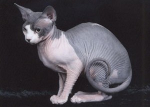 Care of the Sphynx cat