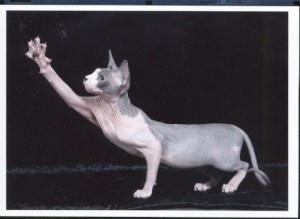 Sphynx cats are healthy and robust