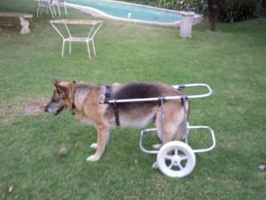 GSD with degenerative myelopathy to aid mobility