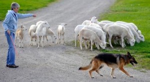 German shepherd herding sheep