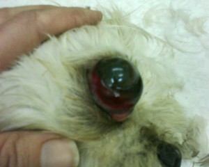eyeball that has popped out