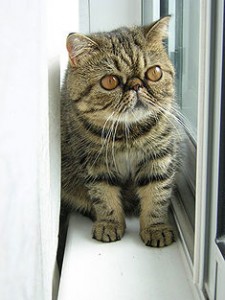 Breed of the month - Exotic shorthair
