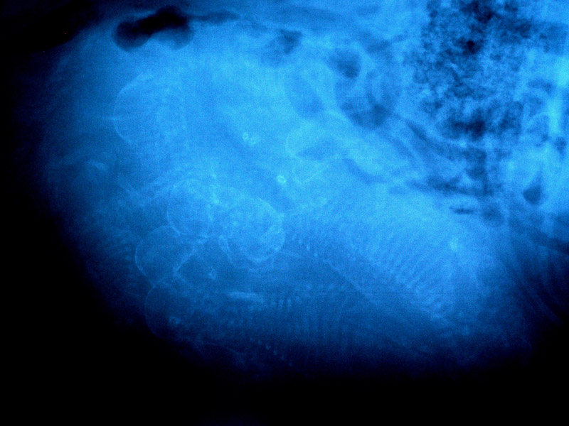 Puppies on an x ray late pregnancy