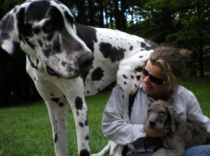 All about Great Danes