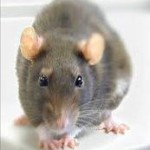 How rat poisons affect pets