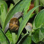 How snail bait can harm your pet