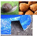 Safe ways to rid your garden of snails