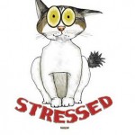 Feline stress behavior