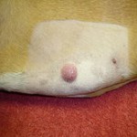 Mastocytoma on a dog