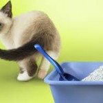 Getting cats to use litter