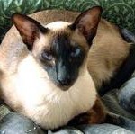 History of the Siamese