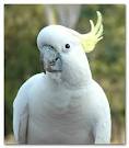 caring for your cockatoo