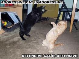 altering behaior of an aggressive cat