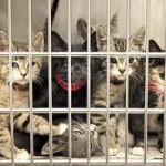 shelter cats