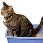 cat straining in the litter tray