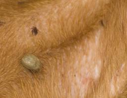 Biliary fever babesiosis dogs canine
