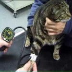 hypertension in cats