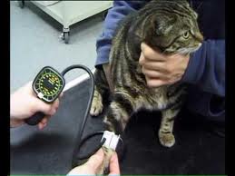 High blood pressure and kidney disease in cats