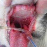 cat with severe stomatitis with teeth removed