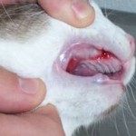 severe gingivitis in cat that has had tooth extractions