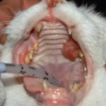 tumour scc mout cat