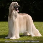health problems afghan hounds