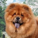 health problems with the chow chow